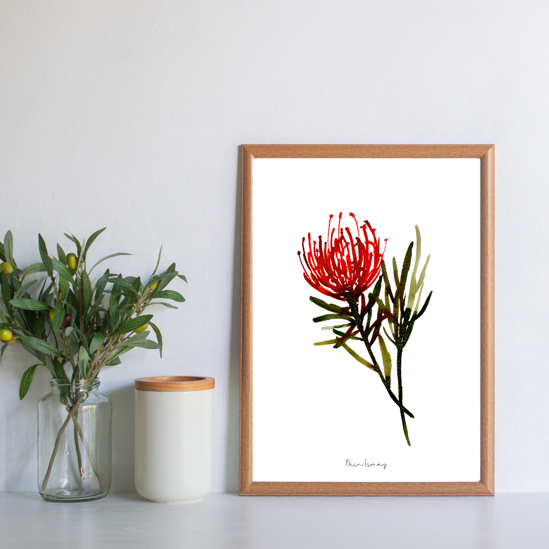 Hermanus Pin Cushion Watercolour Print