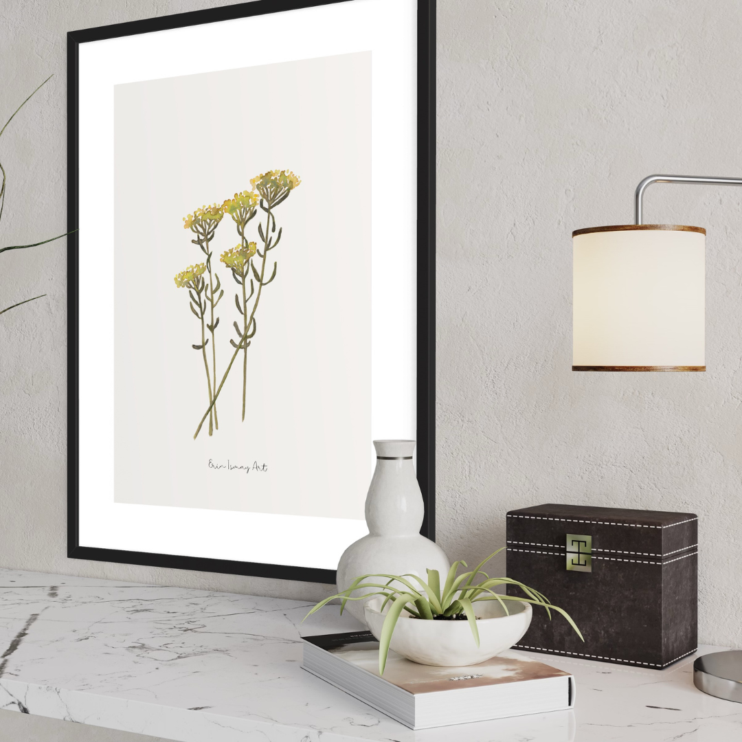 Helichrysum Watercolour Print