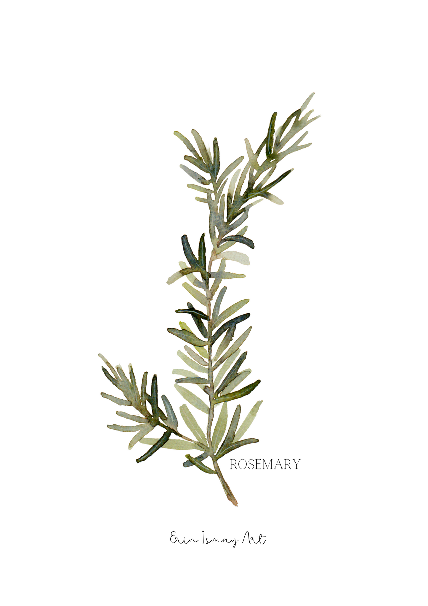 Herb Collection Watercolour- 3 Piece Set