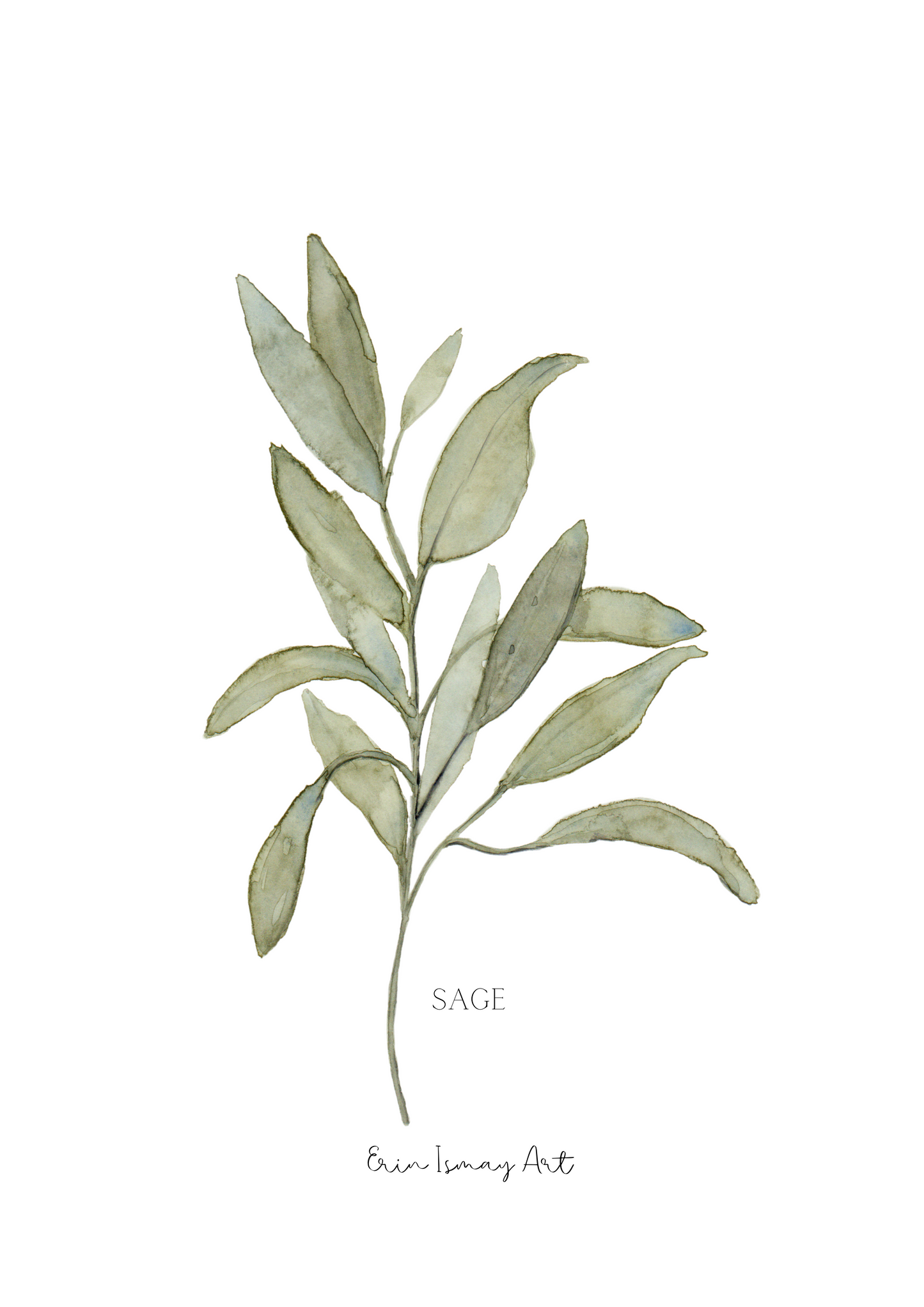 Herb Collection Watercolour- 3 Piece Set