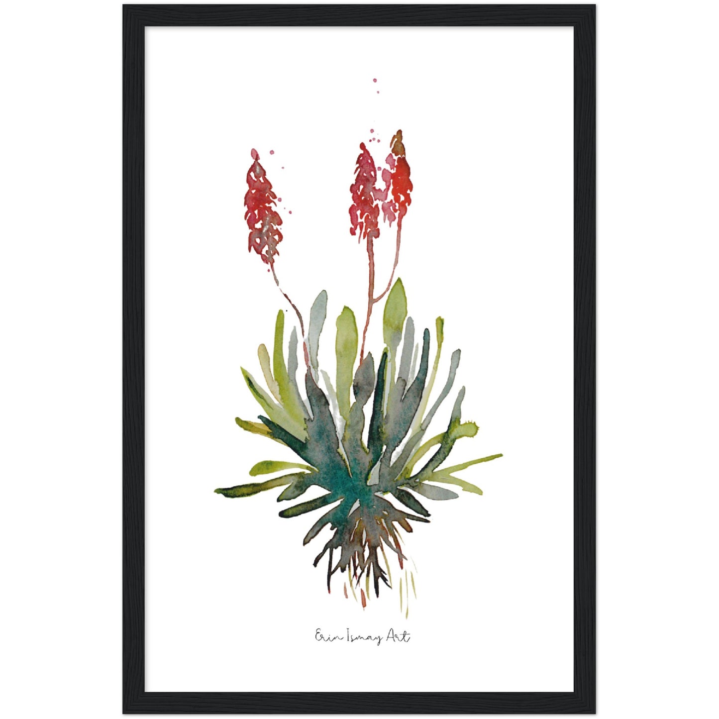 Aloe Watercolour Print
