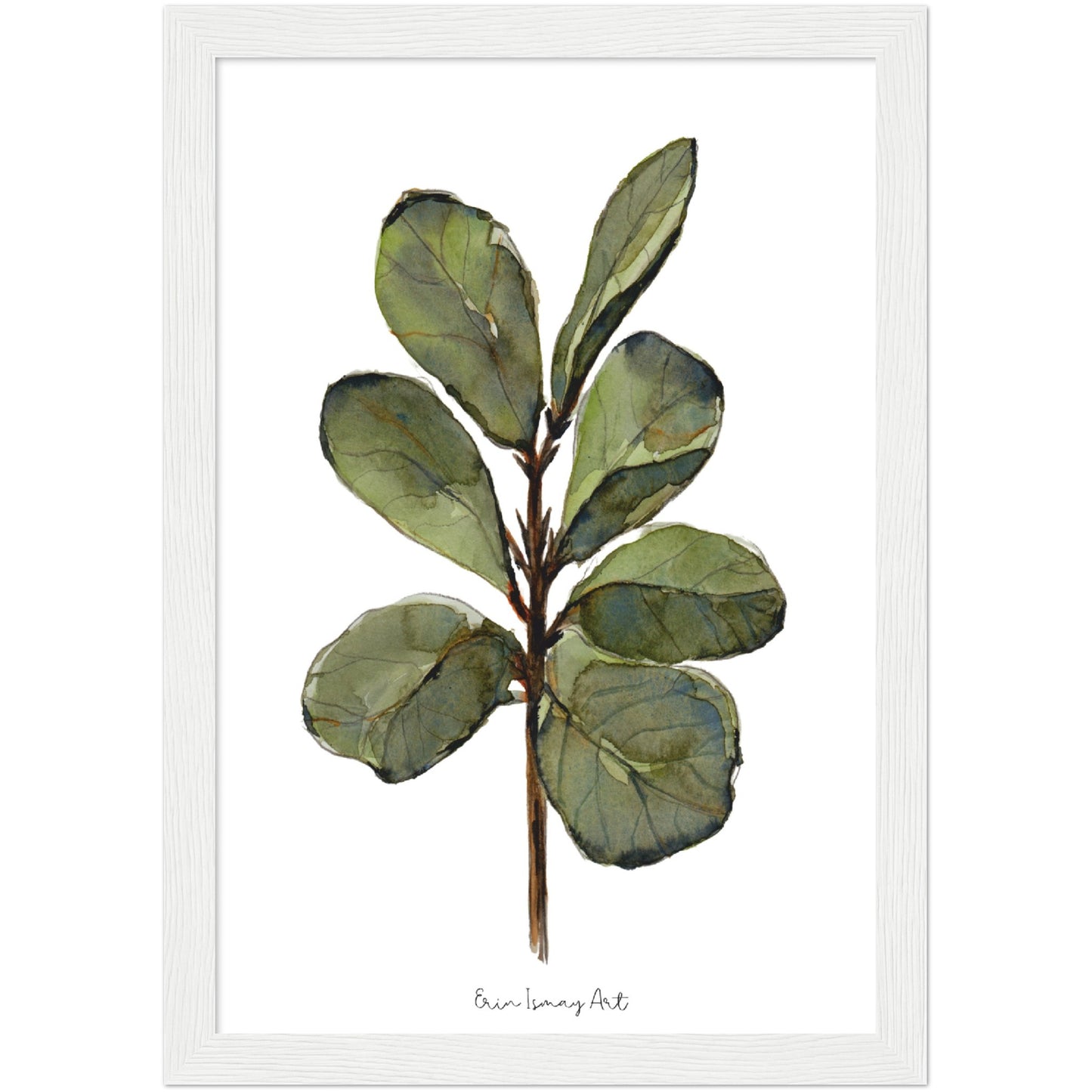 Ficus Plant Watercolour Print