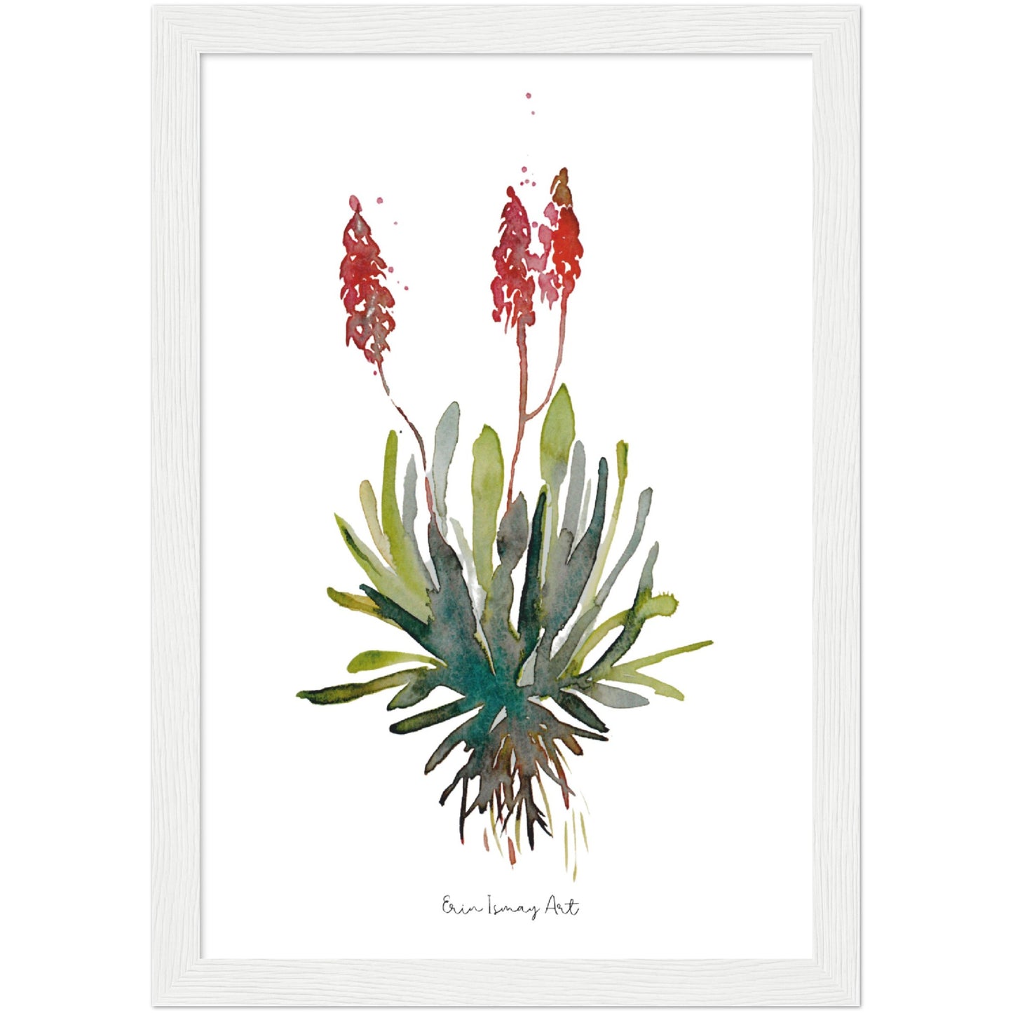 Aloe Watercolour Print