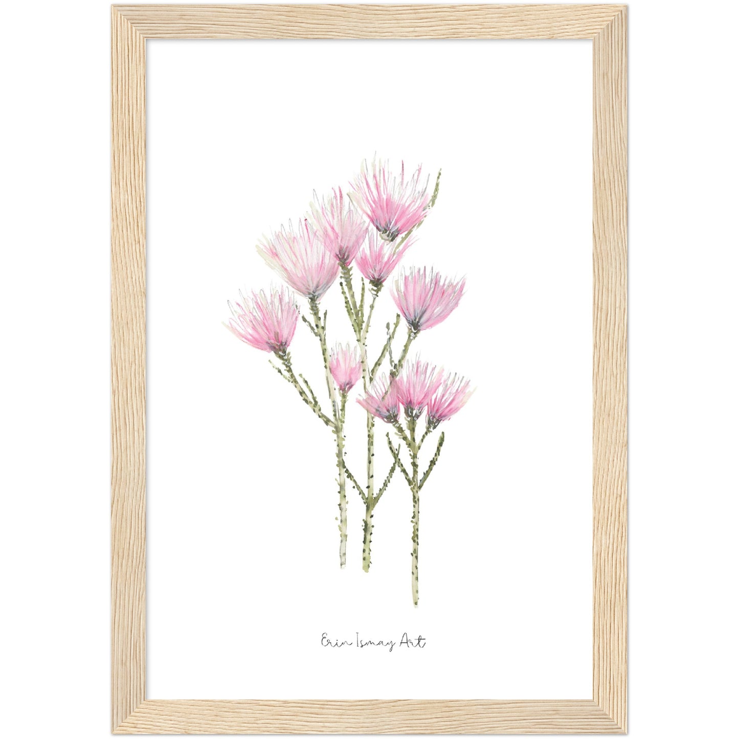 Cape Strawflower Watercolour Print