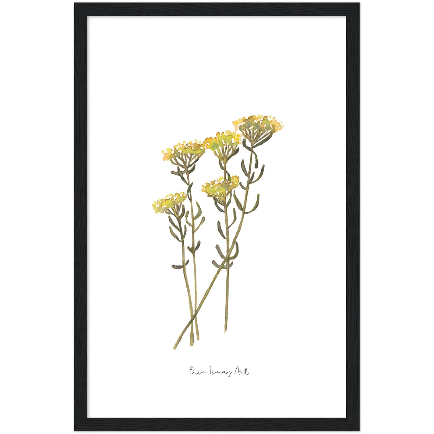 Helichrysum Watercolour Print