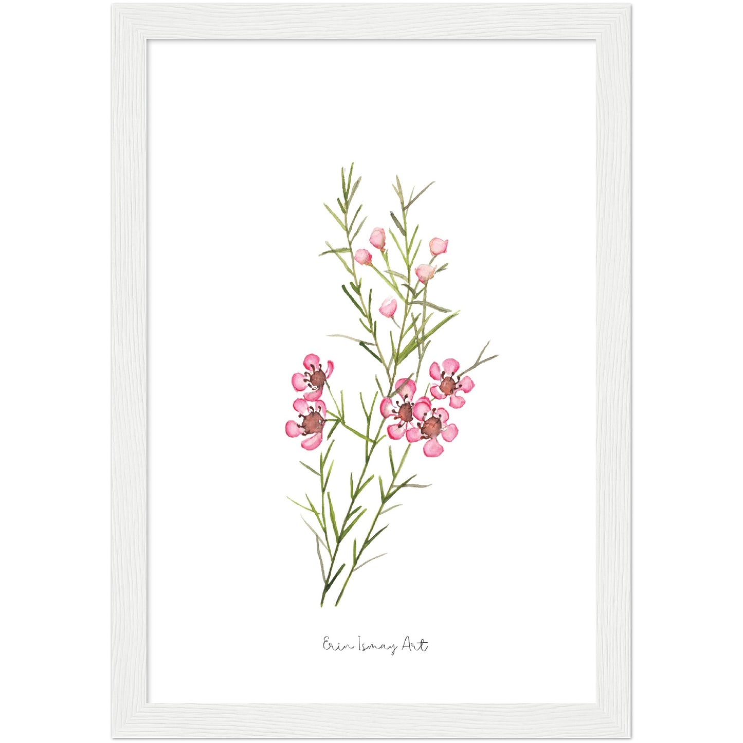 Geraldton Wax Watercolour Print