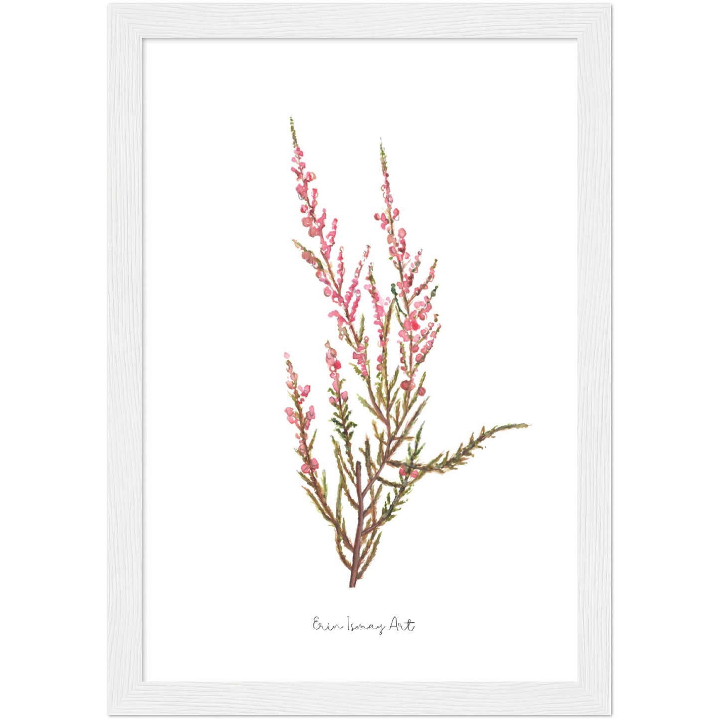 Pink Erica Watercolour Print