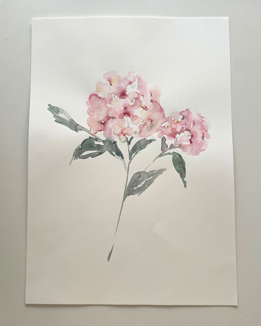 A3 Vintage Pink Hydrangea Original Watercolour