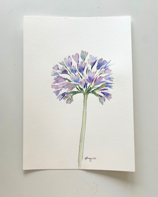 A4 Single Agapanthus Original Watercolour