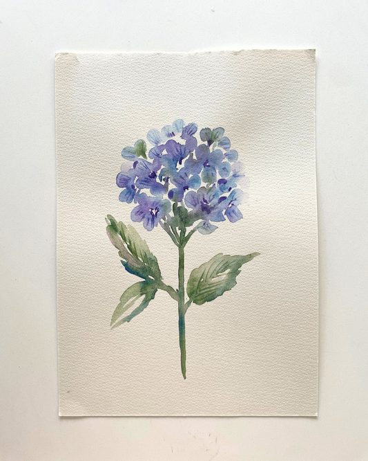 A4 Blue Hydrangea Original Watercolour