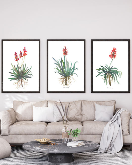 African Aloe Watercolour Print - 3 Piece Set