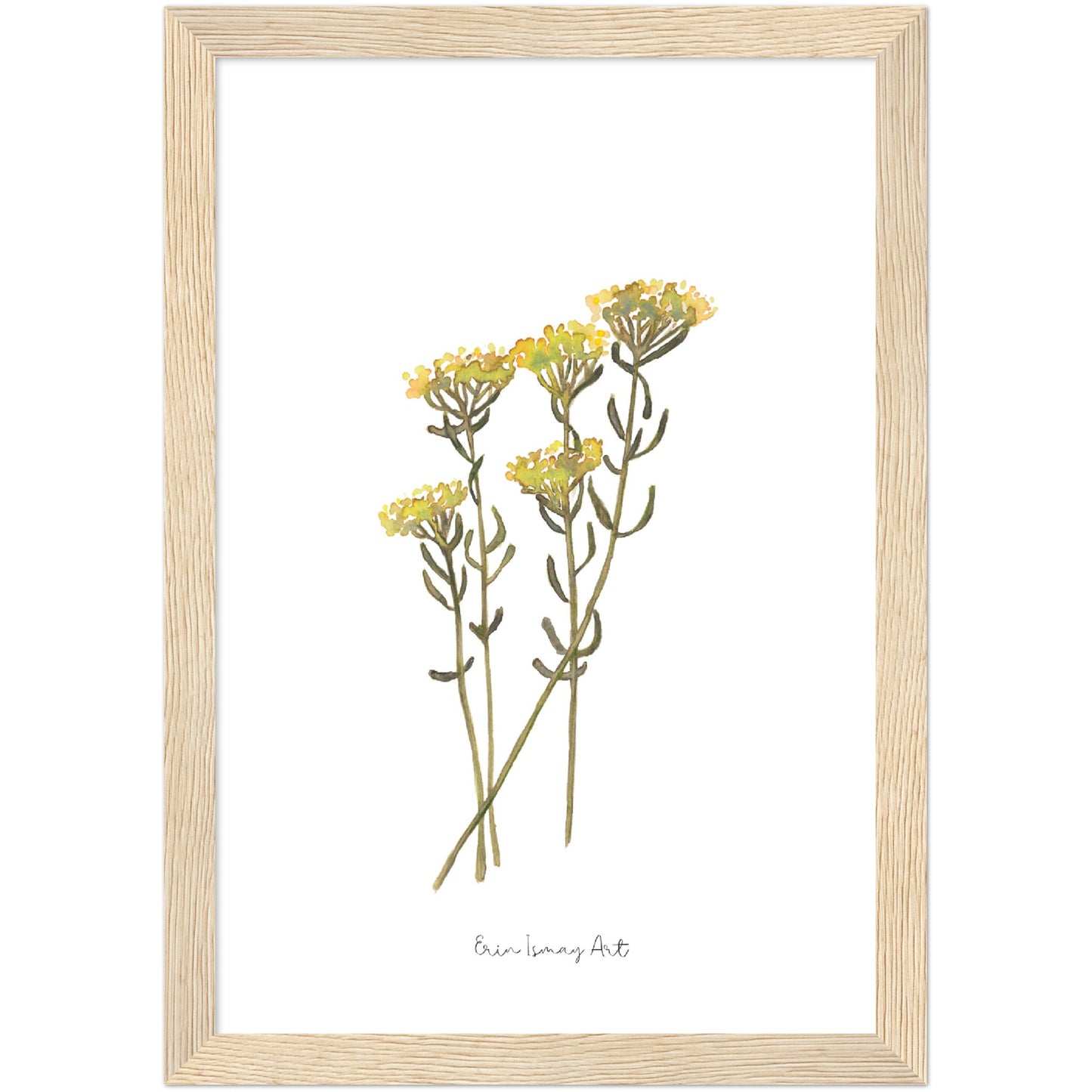 Helichrysum Watercolour Print
