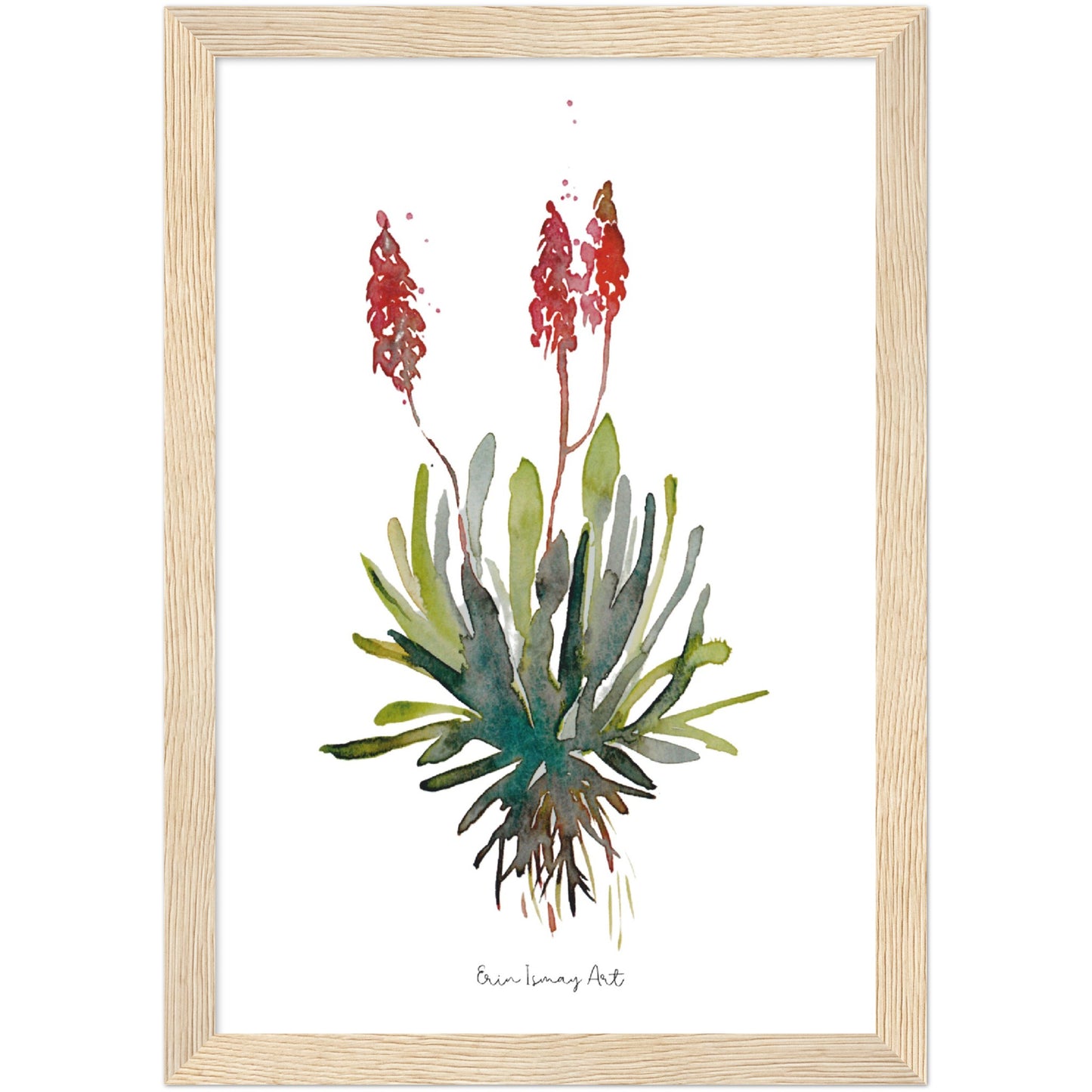 Aloe Watercolour Print
