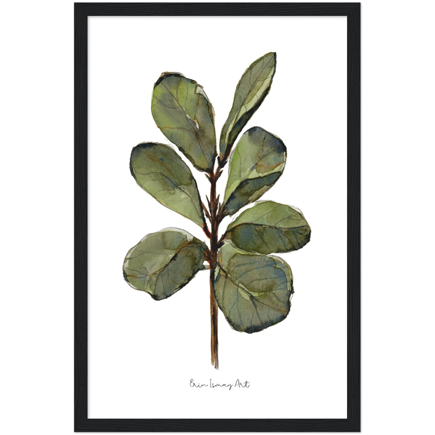 Ficus Plant Watercolour Print