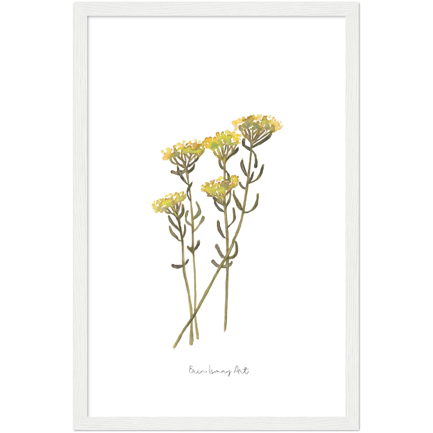 Helichrysum Watercolour Print
